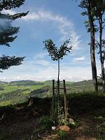  12. Juni 2011 - auf einer kleinen Juggenwanderung haben wir auch Samuels Ginkgo besucht und Kerzen angezündet